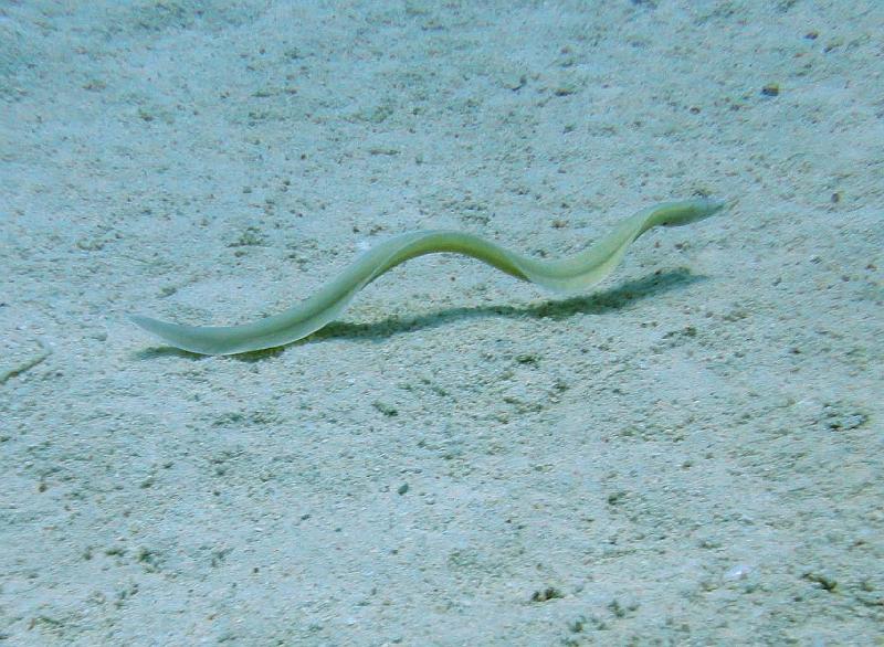 DSC05391b_Murene Tatouee -Gymnothorax griseus.jpg